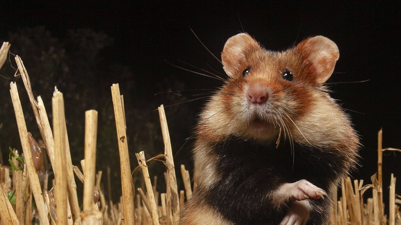 Ein Hamster (Symbolbild): In einem Flugzeug brachen 132 der Tiere aus.