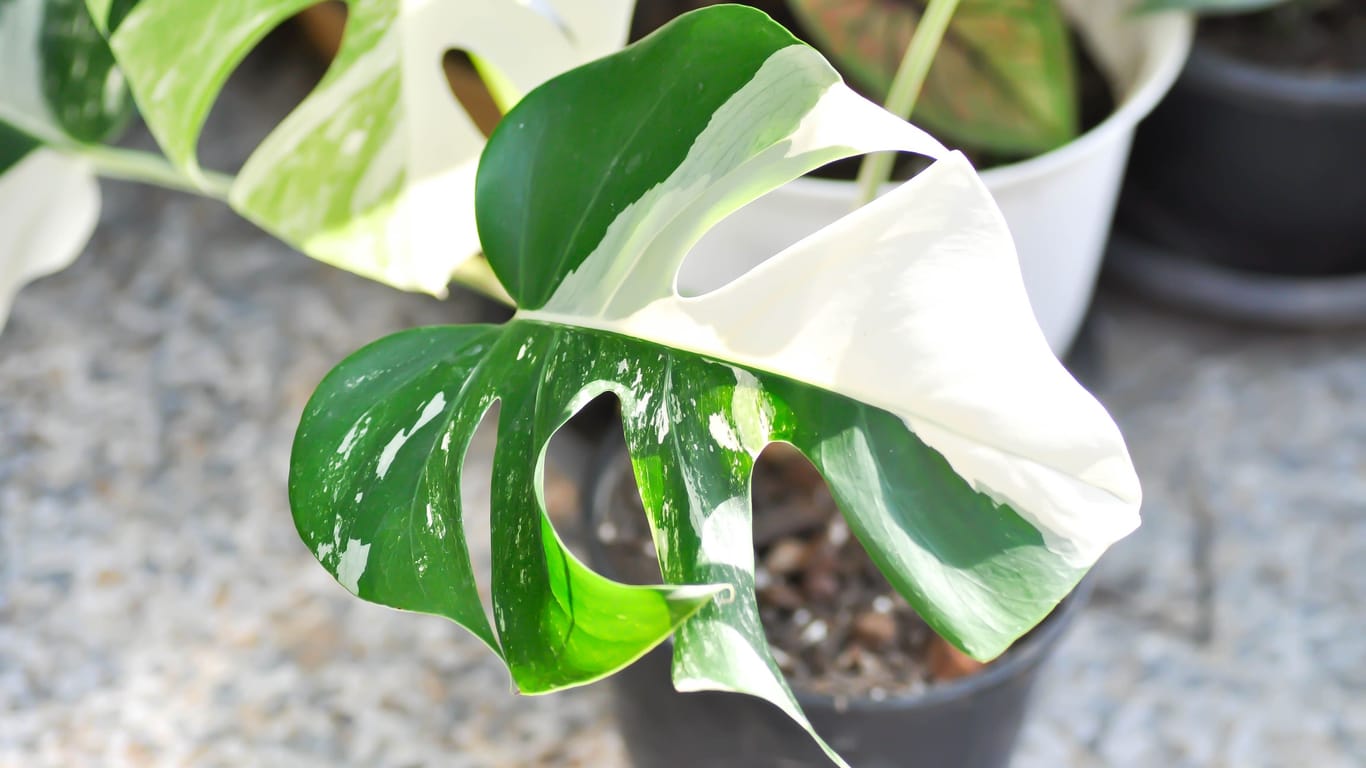 Monstera Albo Borsigiana: Die panaschierten Blätter gelten als besonders dekorativ.