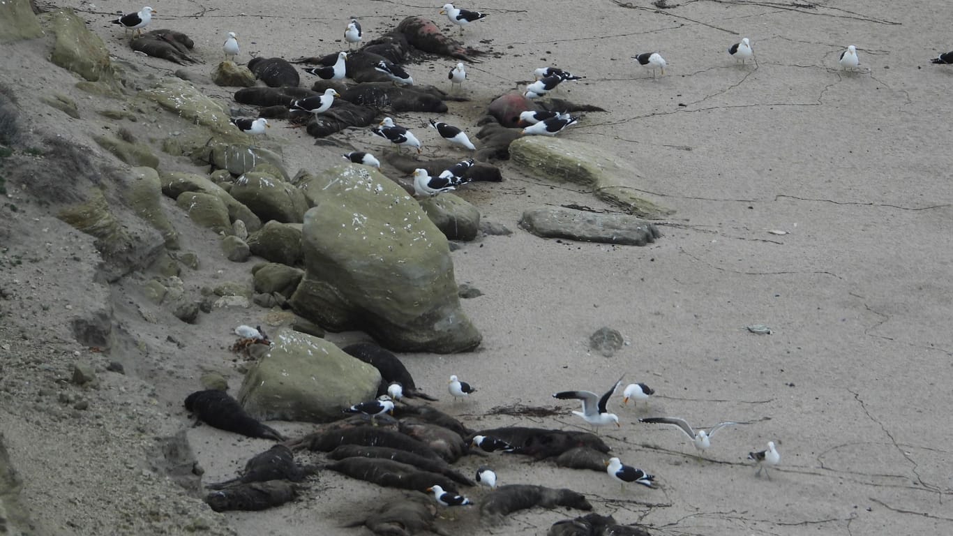 Vogelgrippe breitet sich unter See-Elefanten aus