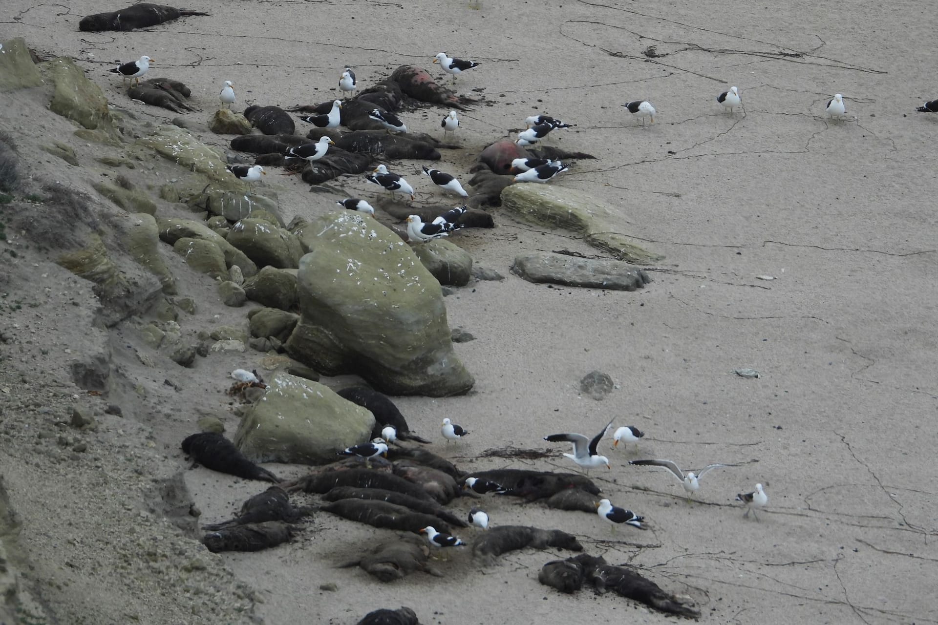 Vogelgrippe breitet sich unter See-Elefanten aus