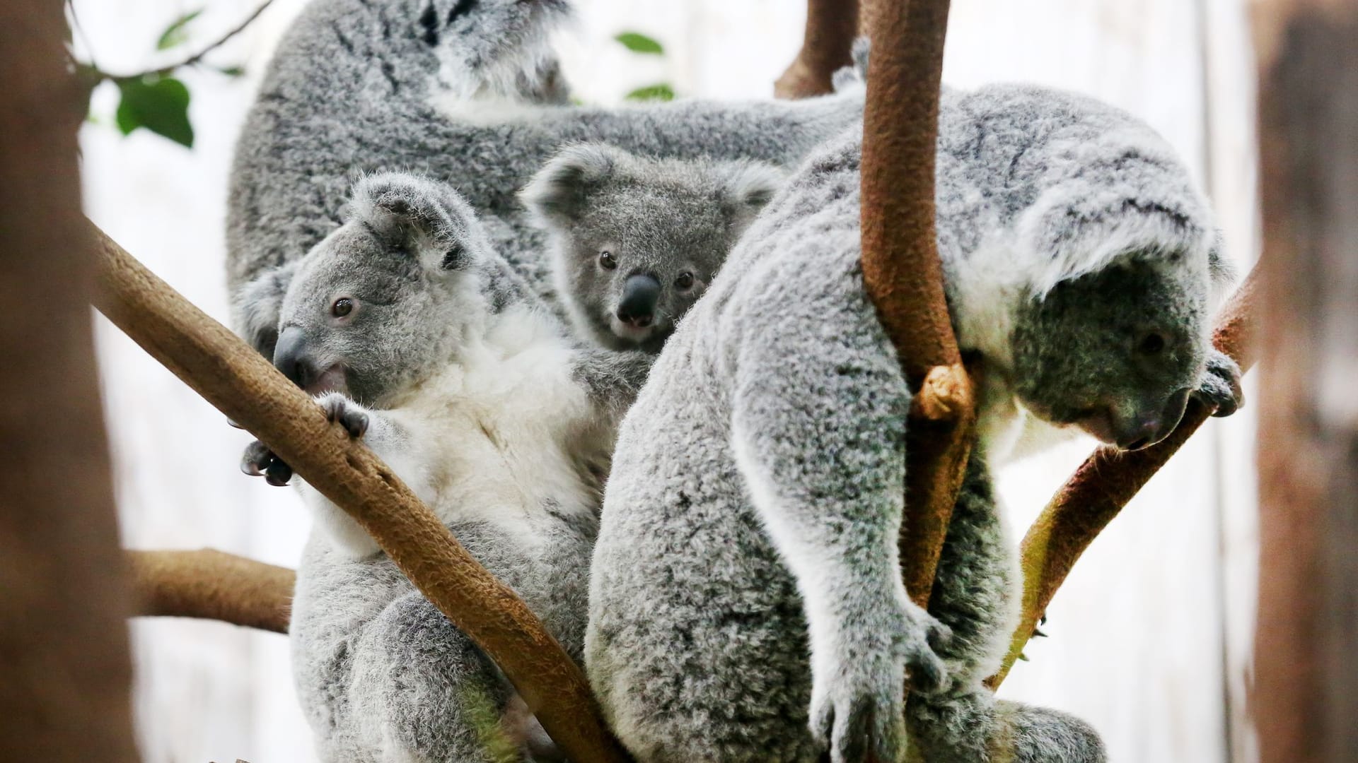 Koalas im Duisburger Zoo