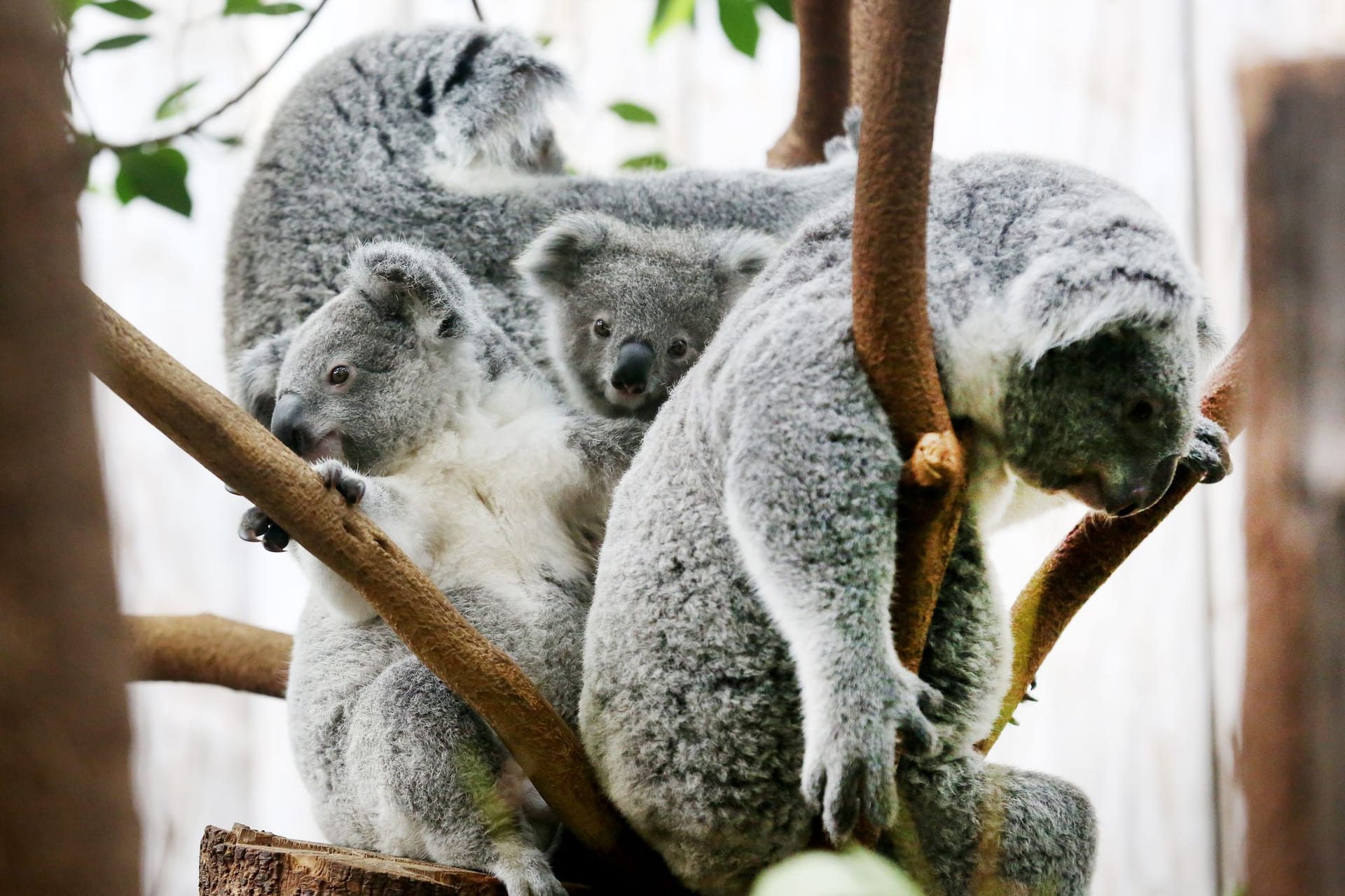 Koalas im Duisburger Zoo