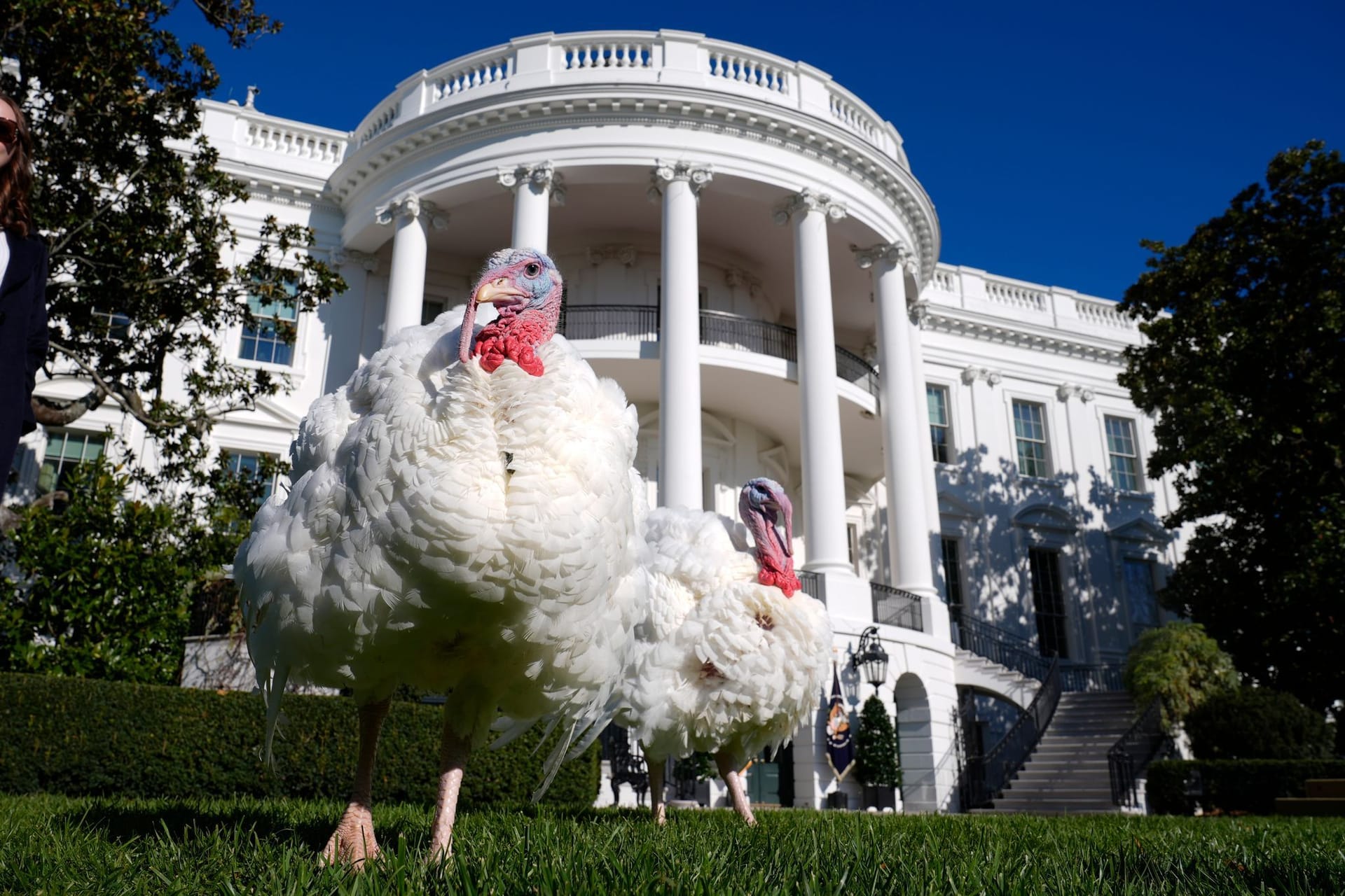 US-Präsident Biden begnadigt Truthähne zum Erntedankfest