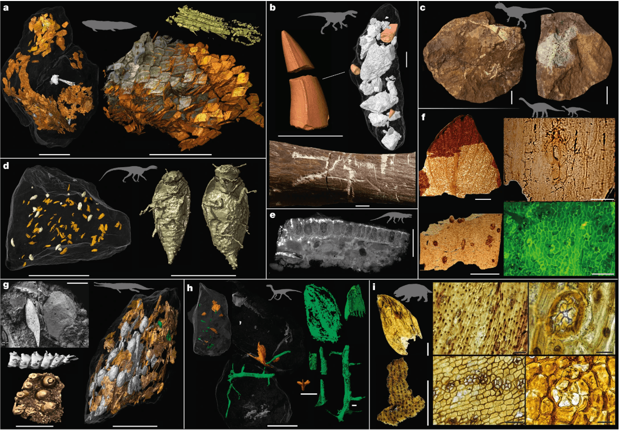 Scans verschiedener Exkremente, Beispiel: In Abbildung b zeigten sich im Kot des Archosauriers Smok Zähne und Knochenfragmente. Oder d: Der Kot eines Silesaurus enhielt vollständige Käfer der Gattung Triamyxa coprolithica.