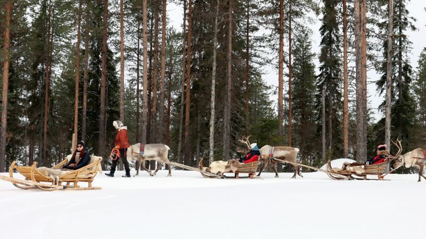 Rentierschlittenfahrt durch den Winterwald in Finnland.