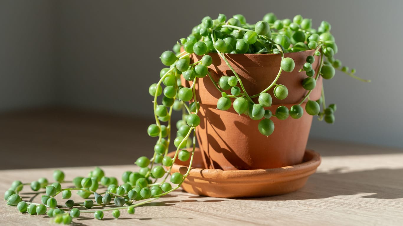 Closeup of Senecio rowleyanus houseplant in terracotta flower pot at home. String of pearls