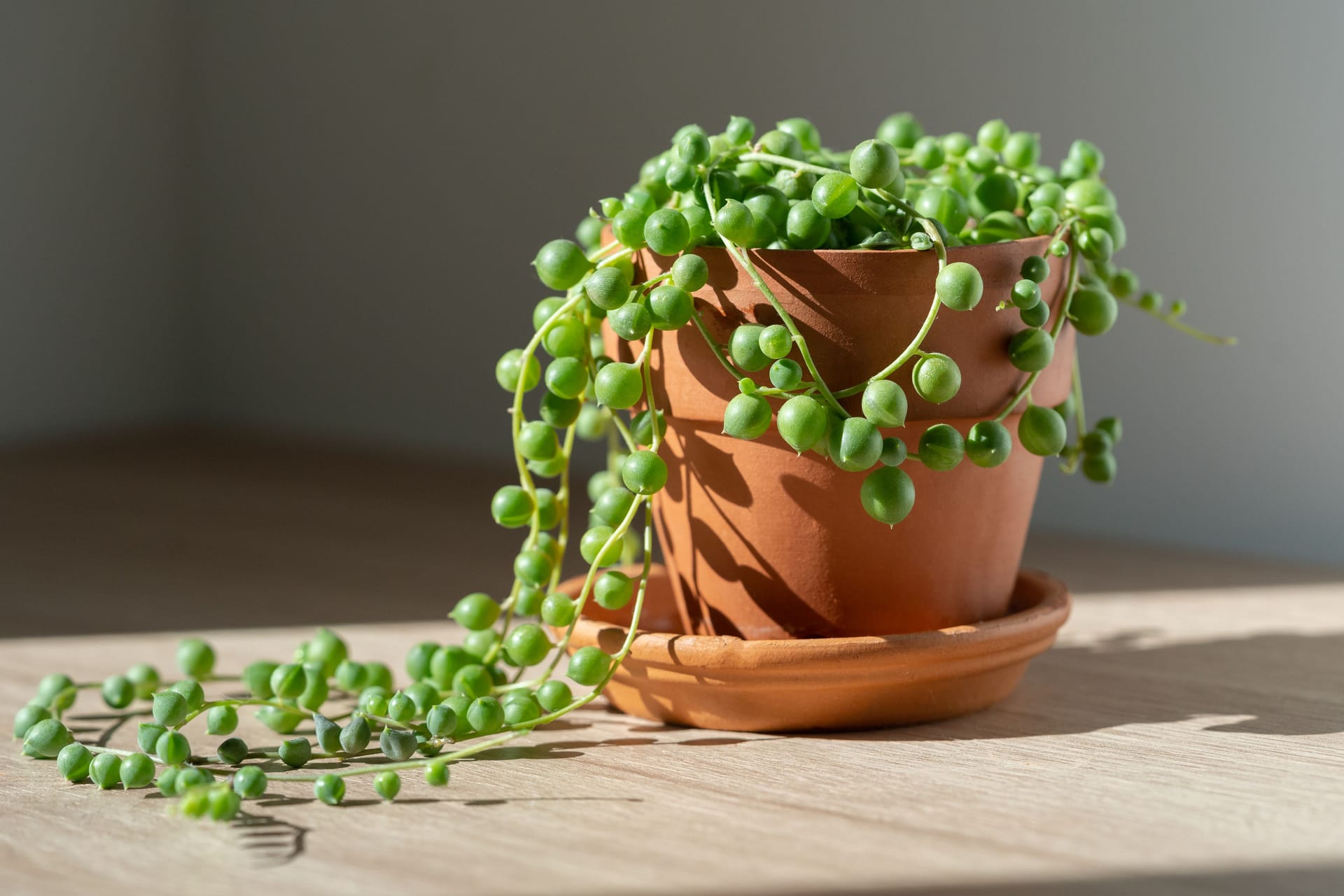 Closeup of Senecio rowleyanus houseplant in terracotta flower pot at home. String of pearls