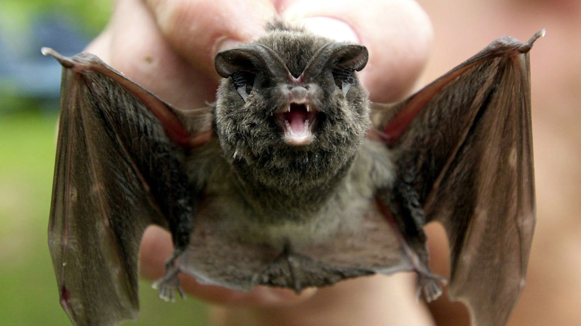 Fledermäuse Fledermäuse