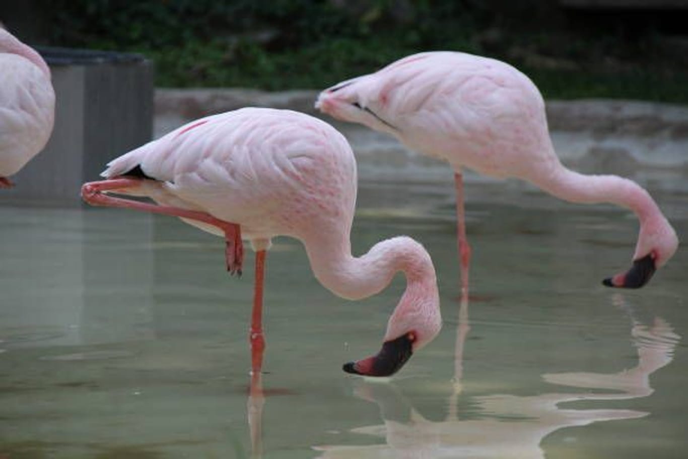 Flamingos: Die Fähigkeit, auf einem Bein zu stehen, nimmt bei uns Menschen mit zunehmendem Alter ab.