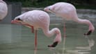 Flamingos: Die Fähigkeit, auf einem Bein zu stehen, nimmt bei uns Menschen mit zunehmendem Alter ab.