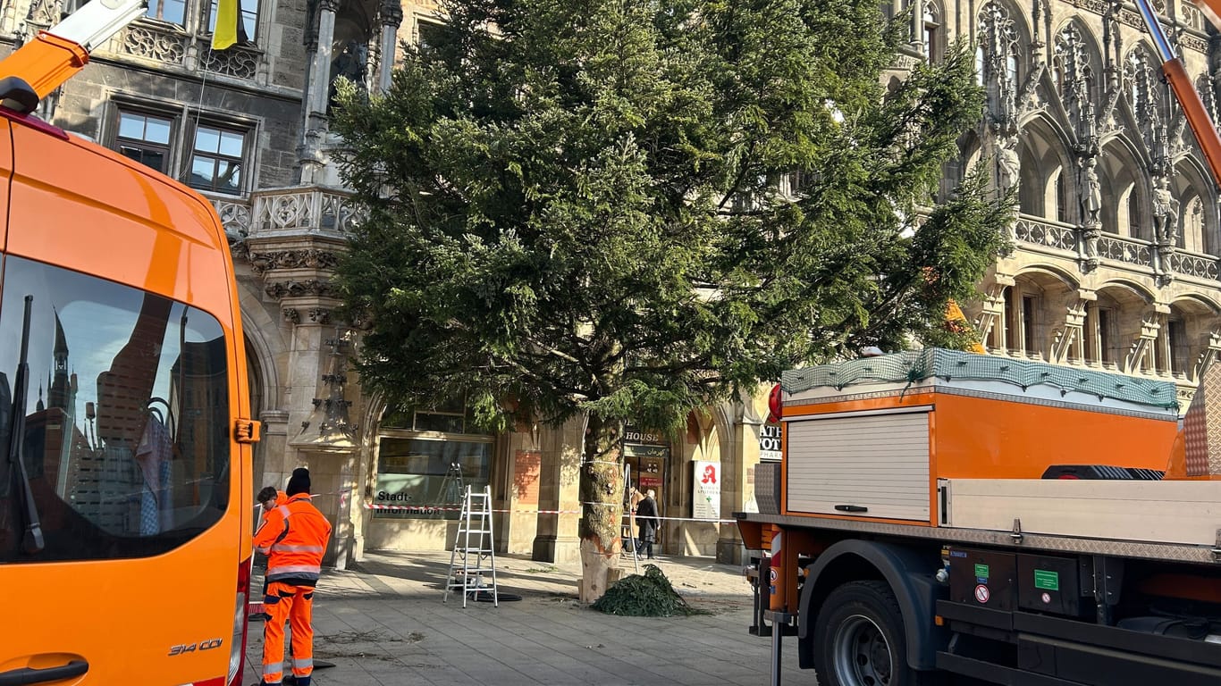 Die Tanne soll mit mehreren Tausend LED-Lichtern geschmückt werden.