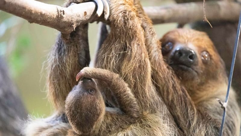 Das Faultier-Weibchen Marlies mit ihrem Jungtier im Zoo Dresden: Das Jungtier kam am 09. November 2024 zur Welt und ist bereits das zehnte Jungtier des Zweifingerfaultiers.