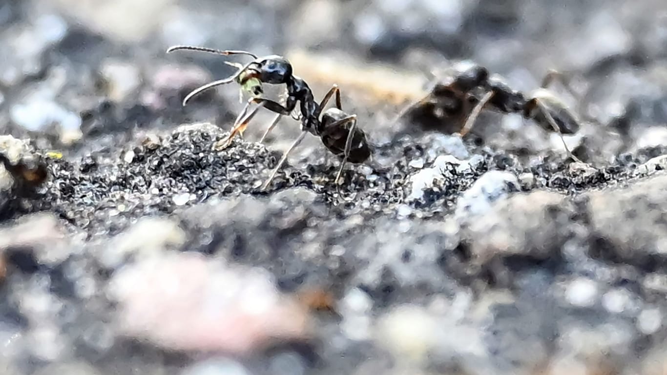 Eine «Tapinoma magnum» Ameise in Kehl