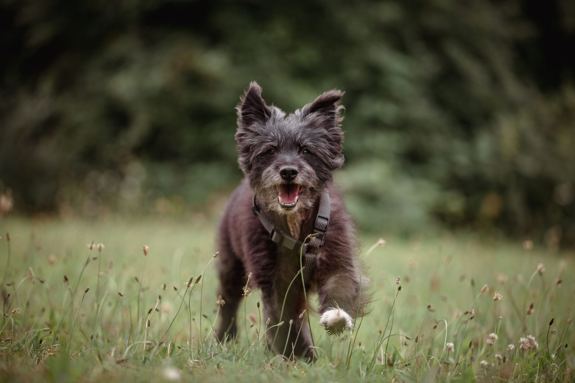 Frodo im Tierheim Braunschweig: Der Pyrenäenschäferhund sucht schon seit einem halben Jahr eine neue Bleibe.