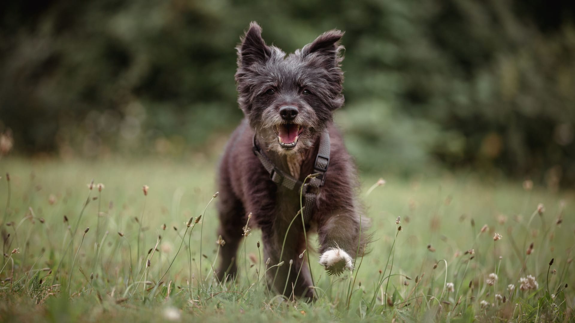 Frodo im Tierheim Braunschweig: Der Pyrenäenschäferhund sucht schon seit einem halben Jahr eine neue Bleibe.