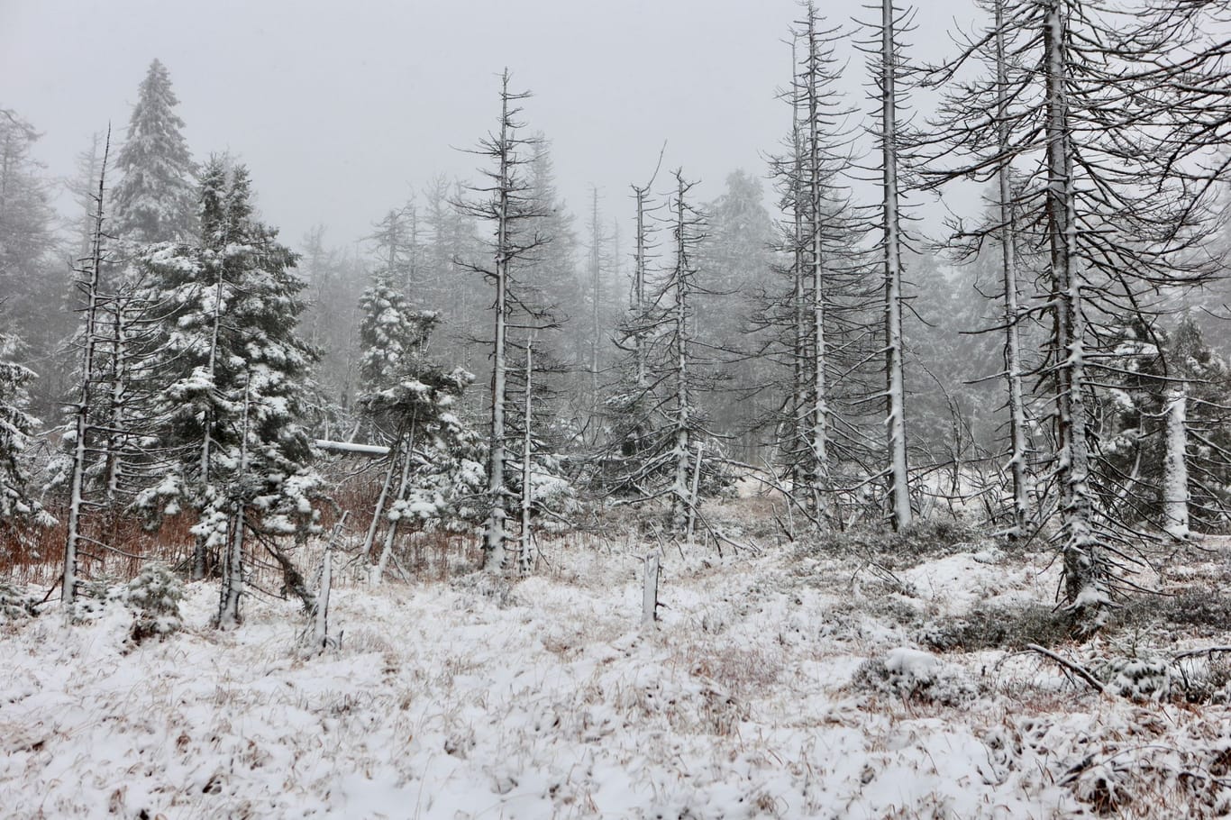 Schneebedeckt ist der Wald am Brocken. Frostige Temperaturen und leichter Schneefall haben den Brockengipfel in eine Winterlandschaft verwandelt.