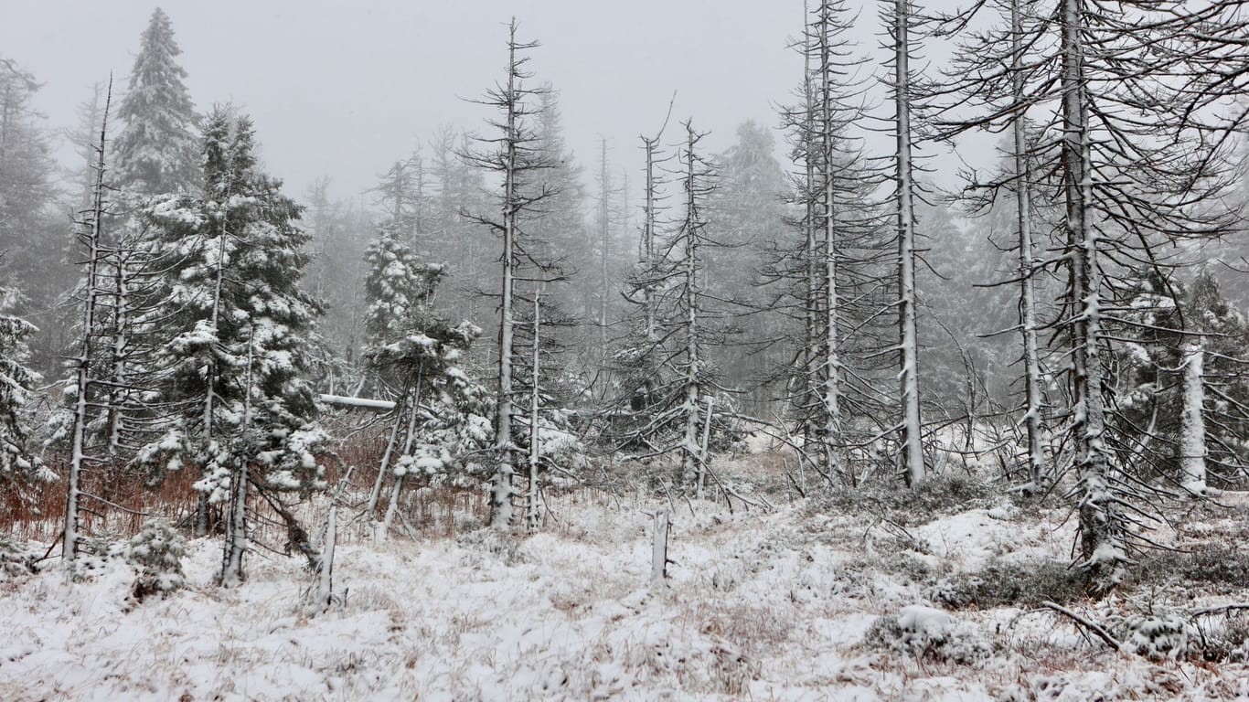 Schneebedeckt ist der Wald am Brocken. Frostige Temperaturen und leichter Schneefall haben den Brockengipfel in eine Winterlandschaft verwandelt.