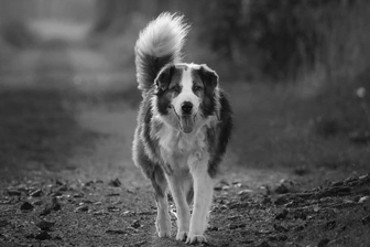 Mit diesem Foto nimmt das Tierheim bei Bremen Abschied von Hund Rico.