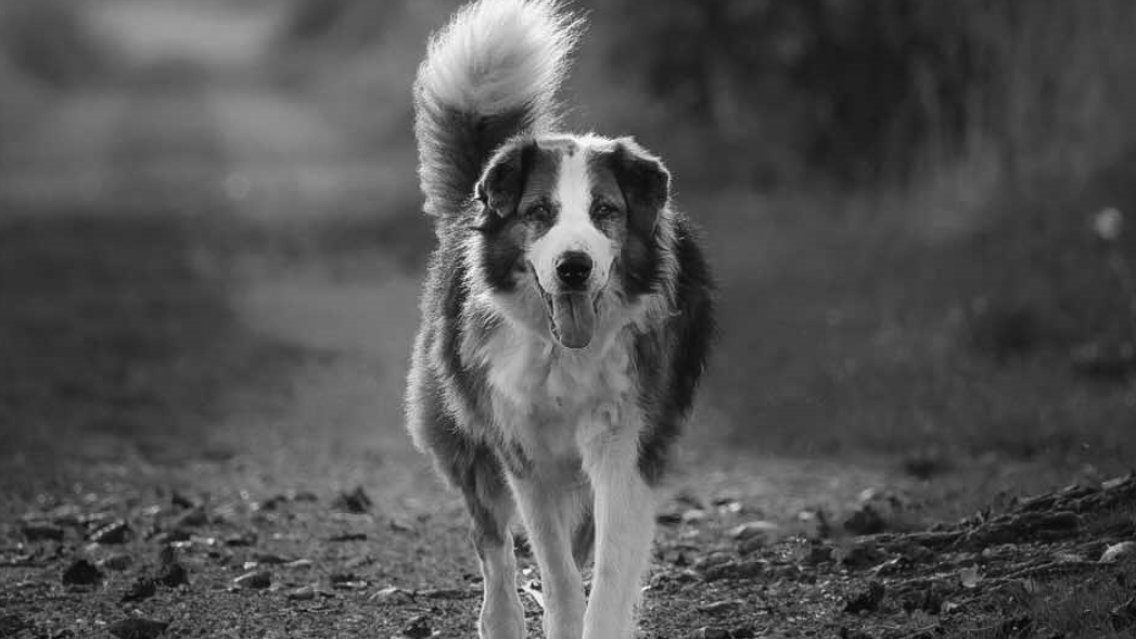 Mit diesem Foto nimmt das Tierheim bei Bremen Abschied von Hund Rico.