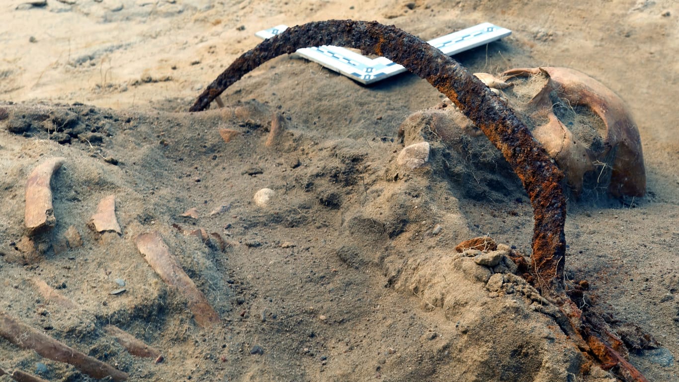 Metallbügel um den Hals: Das Skelett von Zosia, einer als Vampir begrabenen Frau, liegt in einem Grab in Pien, Polen.