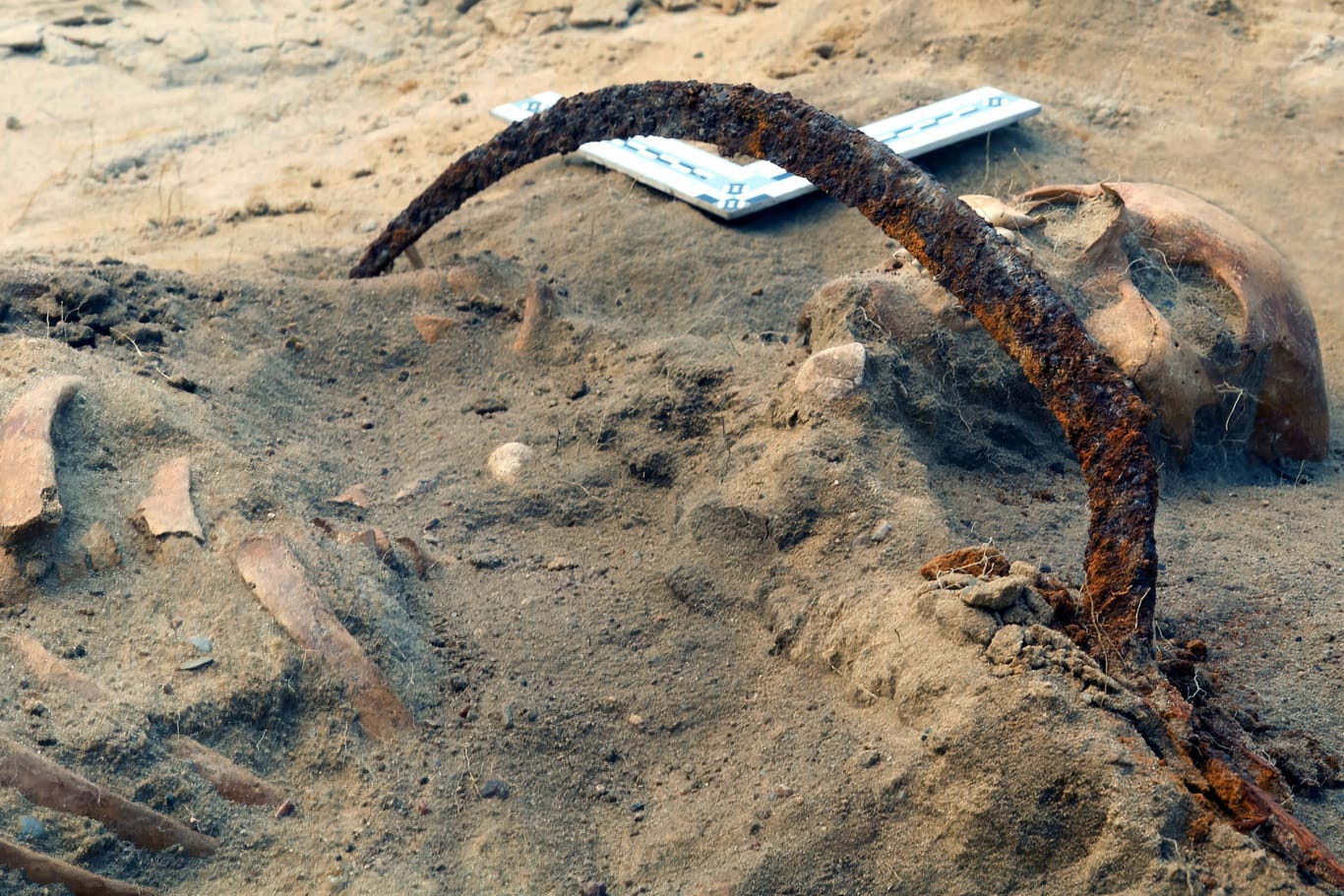 Metallbügel um den Hals: Das Skelett von Zosia, einer als Vampir begrabenen Frau, liegt in einem Grab in Pien, Polen.