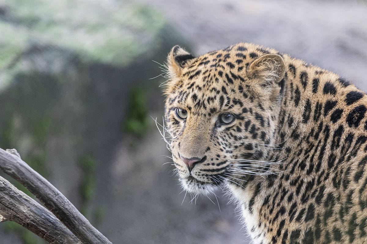 Chinesischer Leopard: Suresh wurde nach Hannover gebracht.