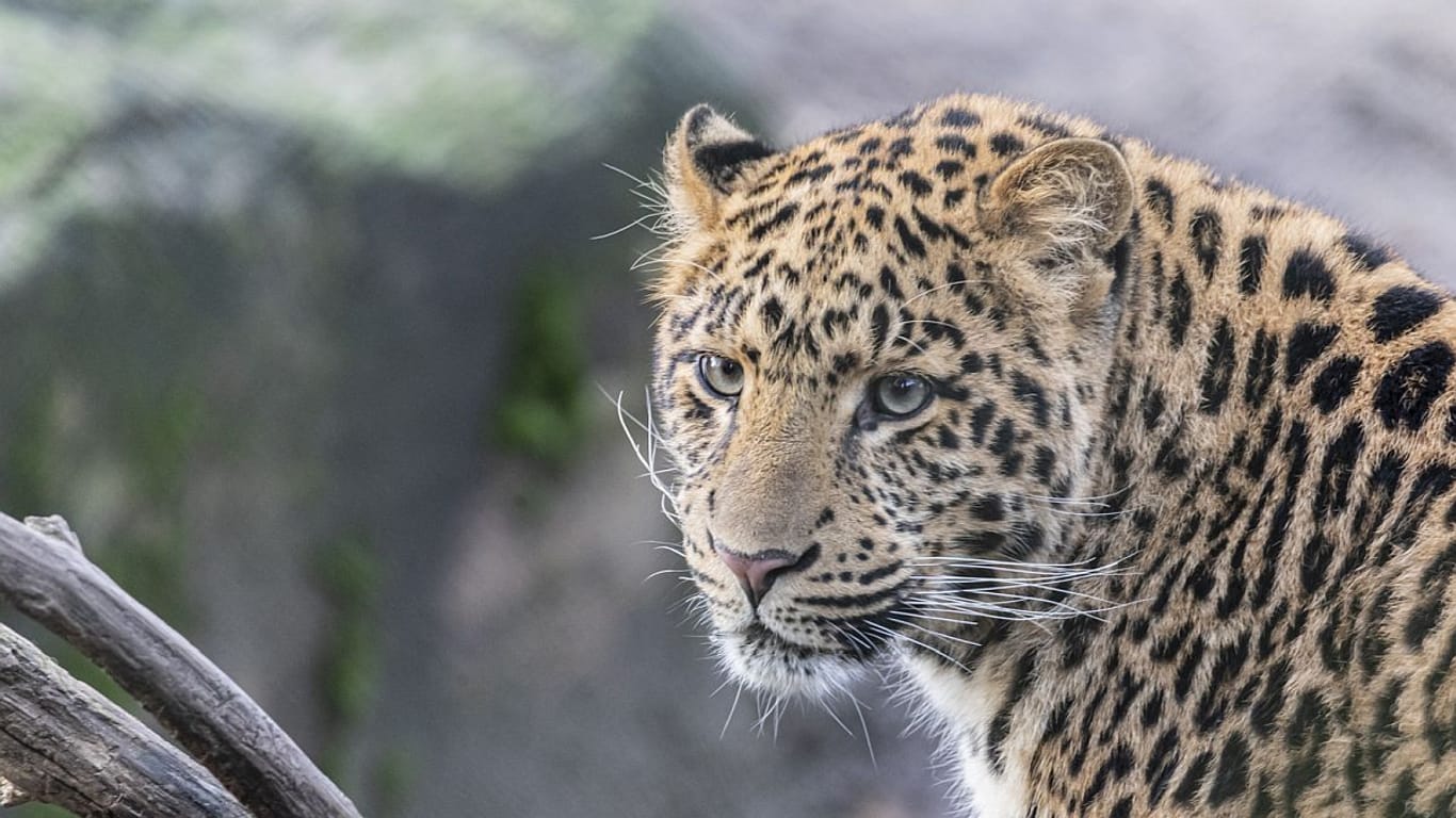 Chinesischer Leopard: Suresh wurde nach Hannover gebracht.