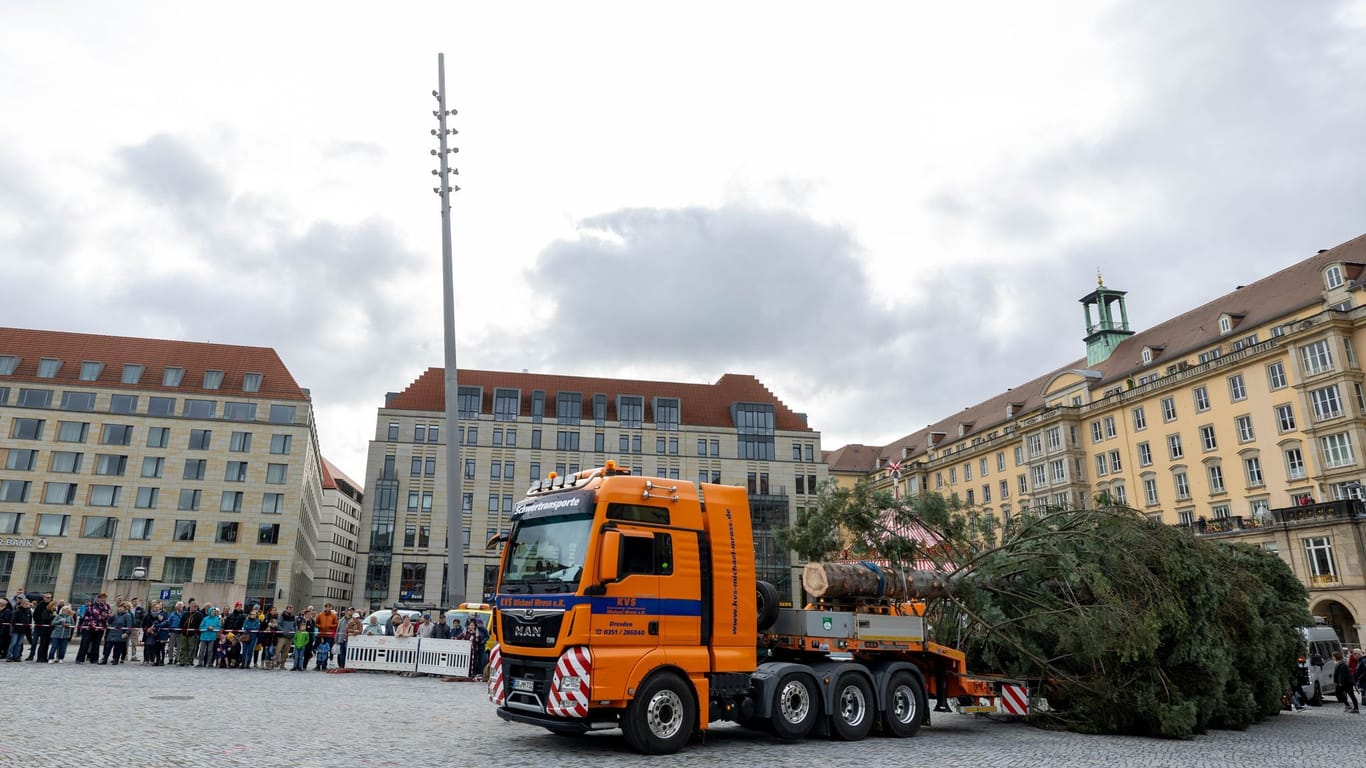 Die diesjährige Tanne: Der Striezelmarkt wird wieder für Millionen Besucher ein Highlight zur Weihnachtszeit.