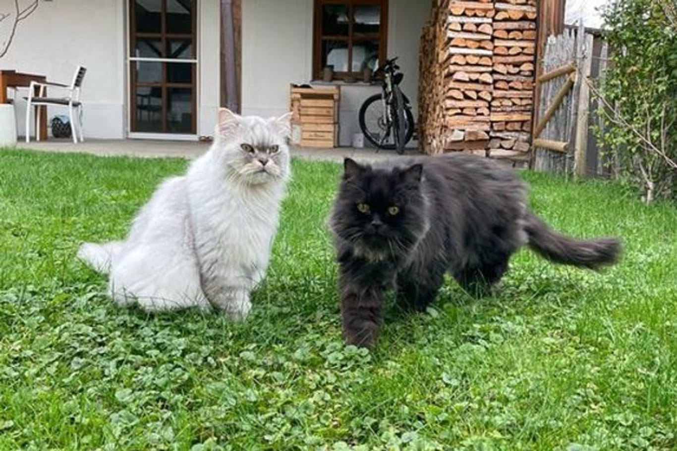 Glückliche Landeier: Die beiden Perser dürfen in ihrem neuen Heim sogar in den Garten.