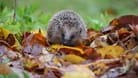 Nicht zu viel Ordnung: In diesen Gärten fühlen sich Igel wohl