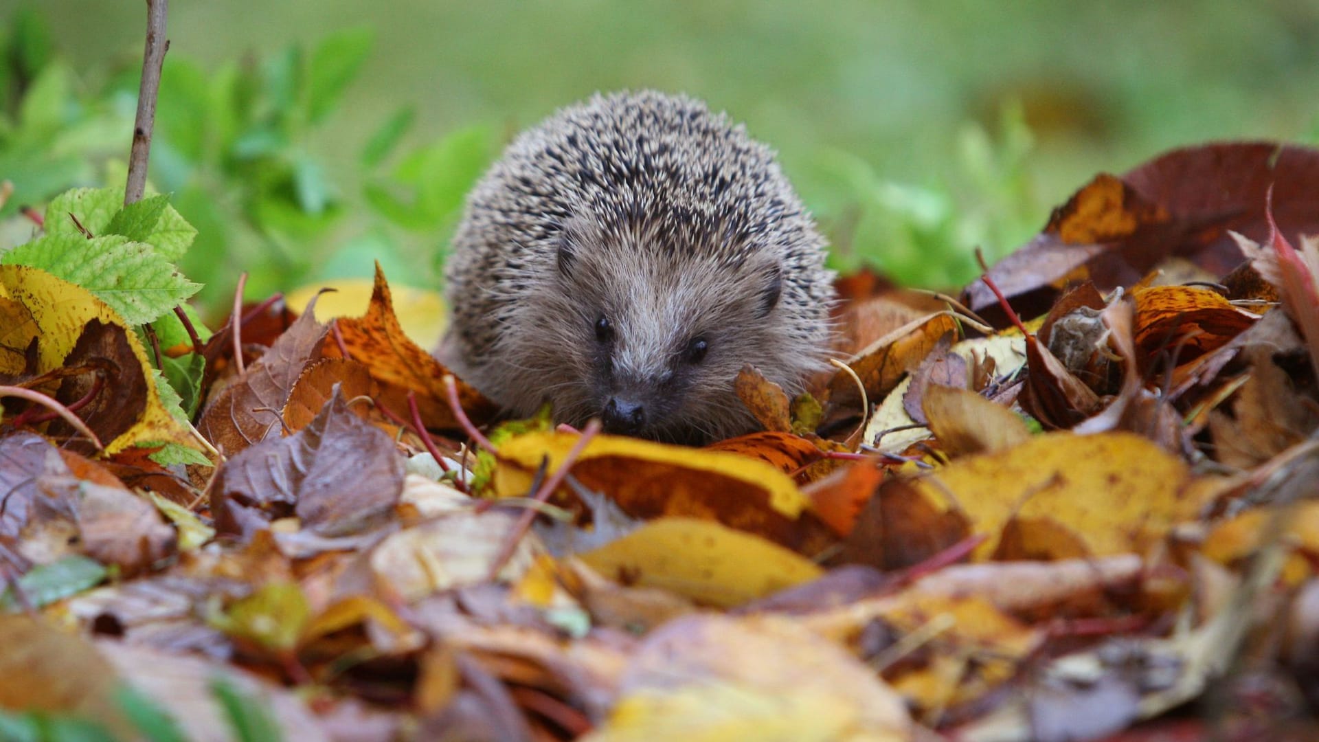 Nicht zu viel Ordnung: In diesen Gärten fühlen sich Igel wohl