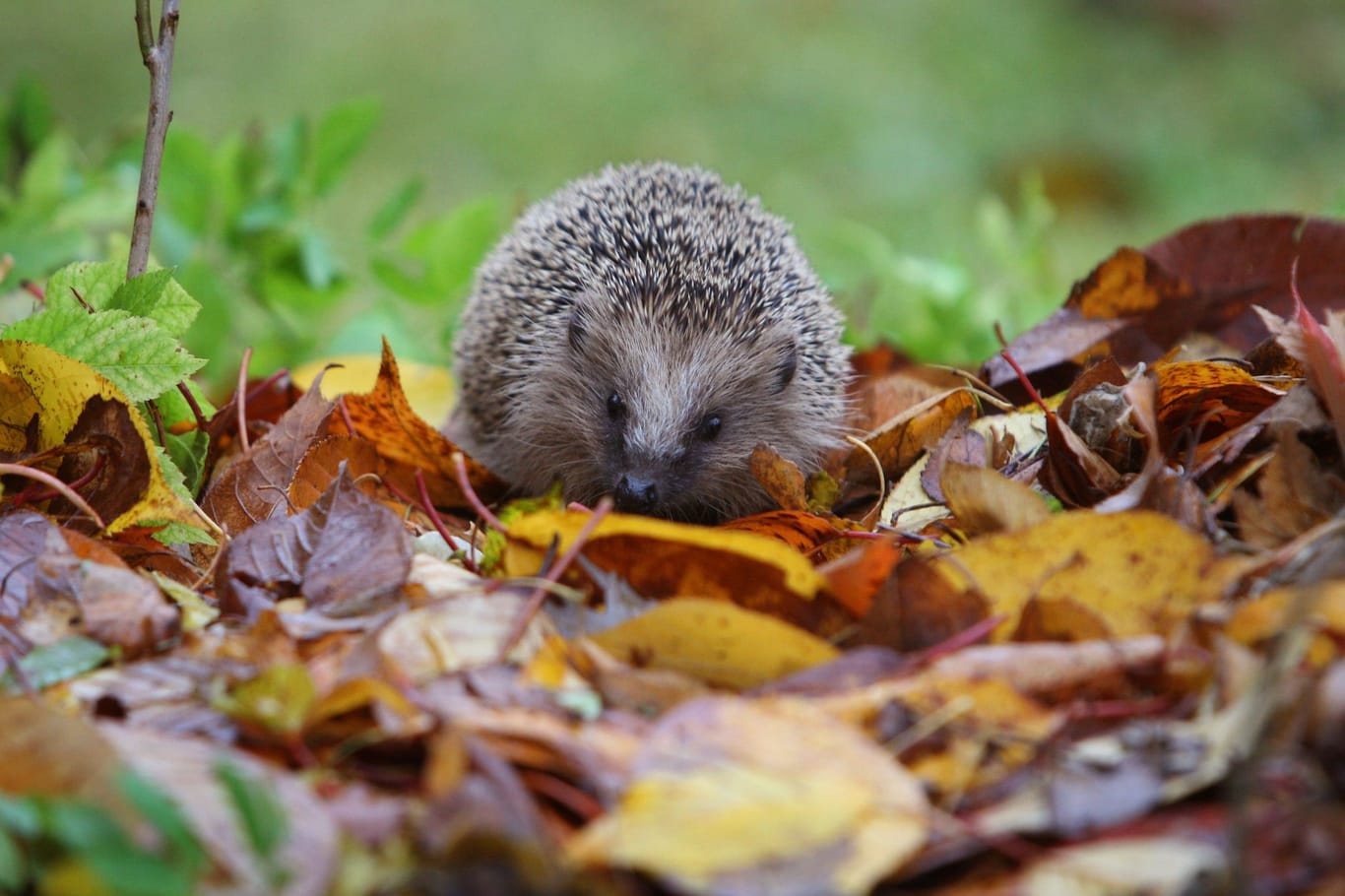 Nicht zu viel Ordnung: In diesen Gärten fühlen sich Igel wohl