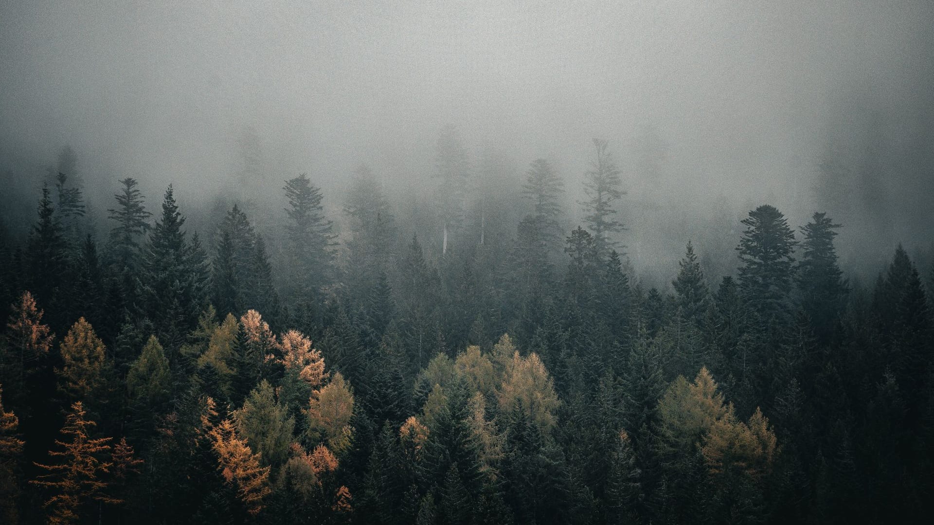 Wetter im Schwarzwald