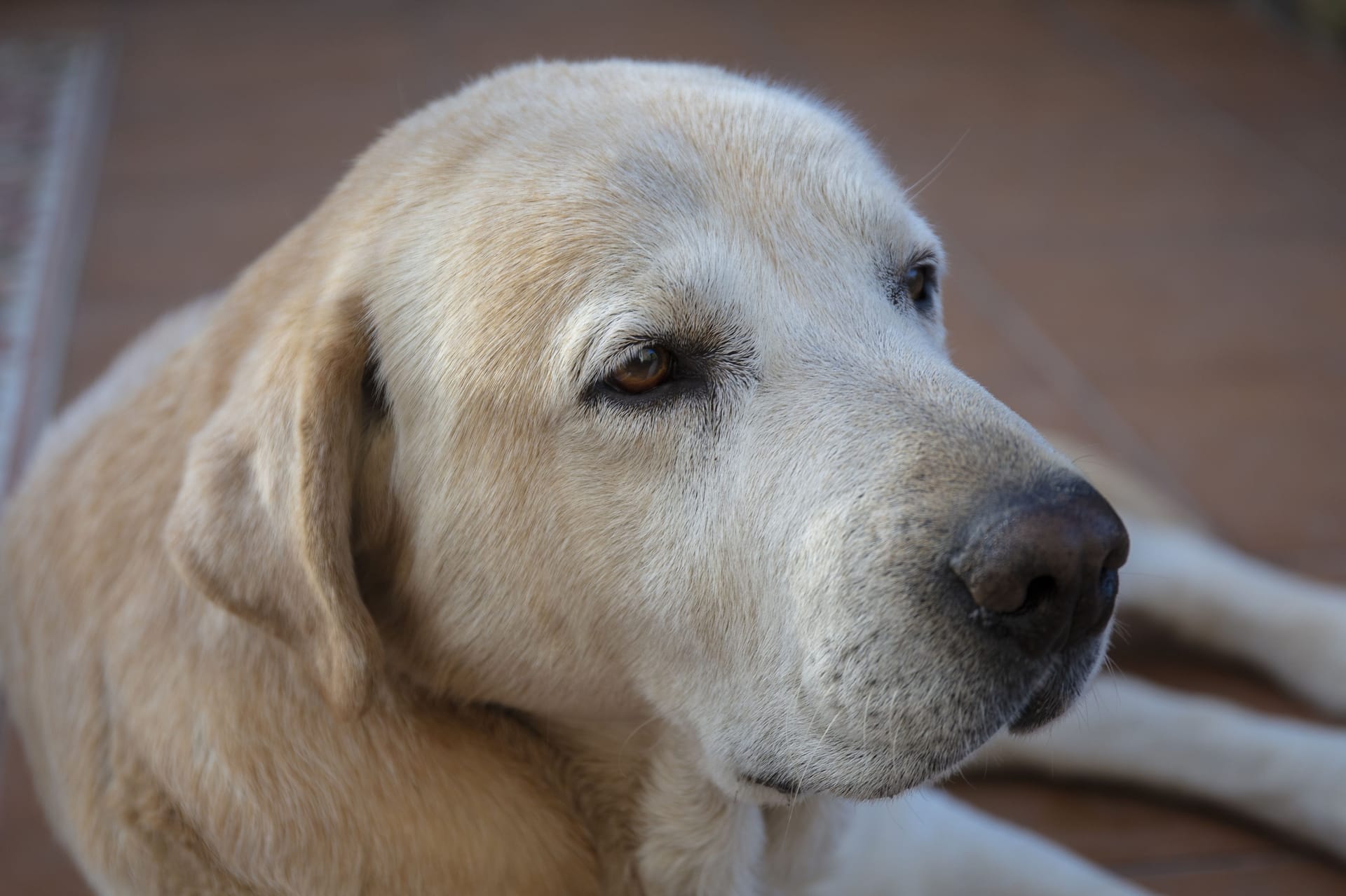 Beautiful high angle shot of a Labrador Retriever