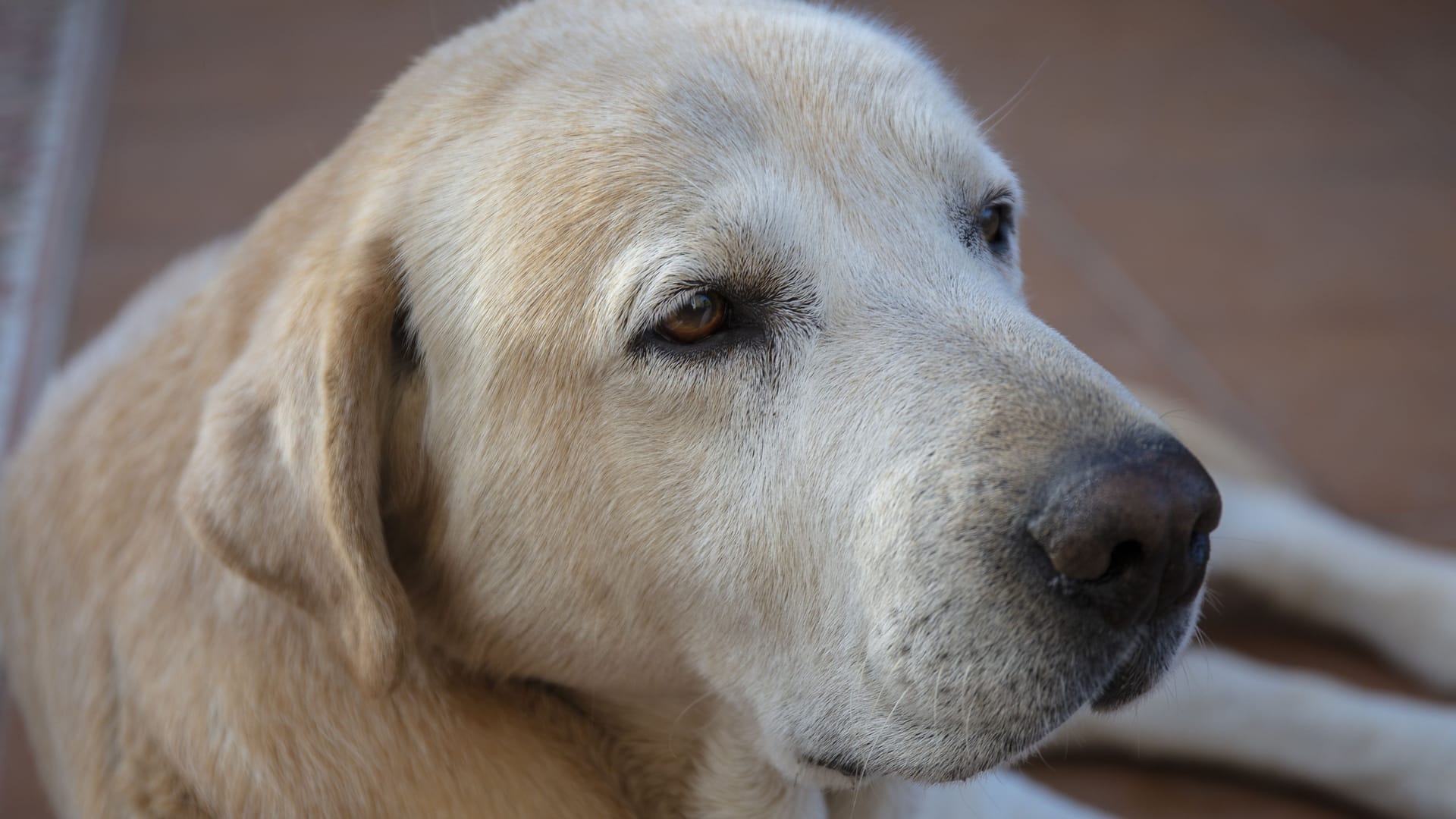 Beautiful high angle shot of a Labrador Retriever Beautiful high angle shot of a Labrador Retriever