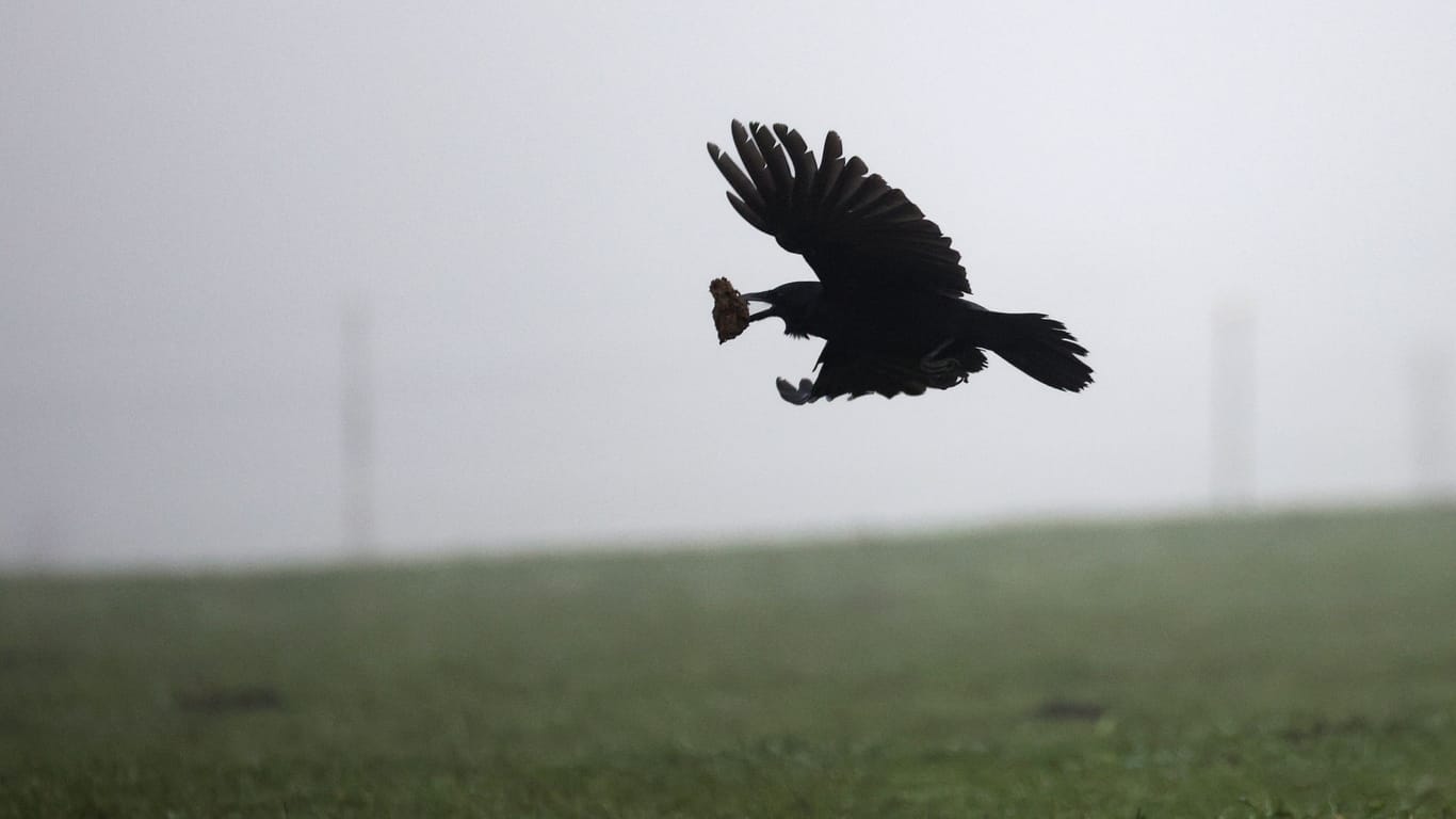 Krähe im Nebel