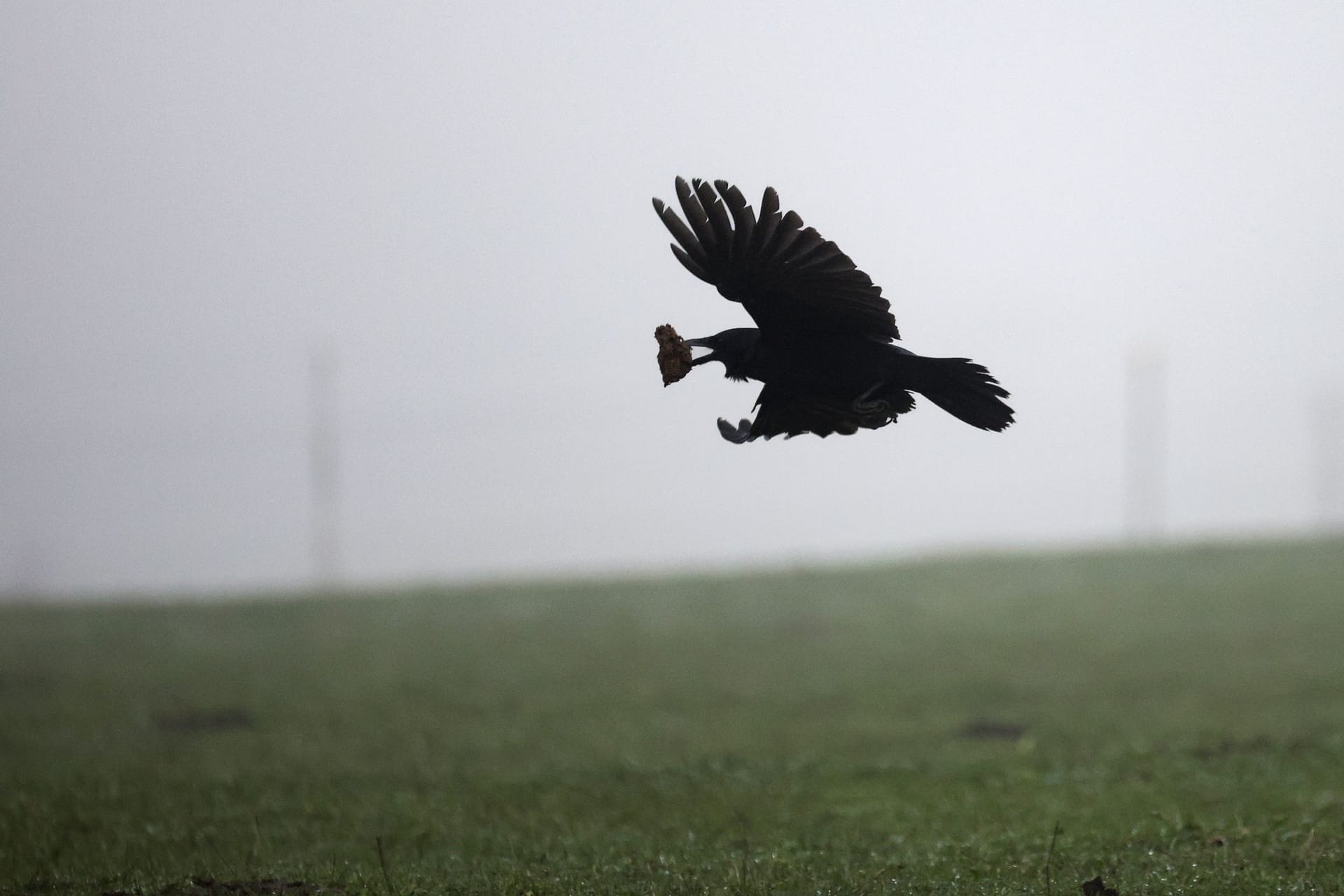 Krähe im Nebel