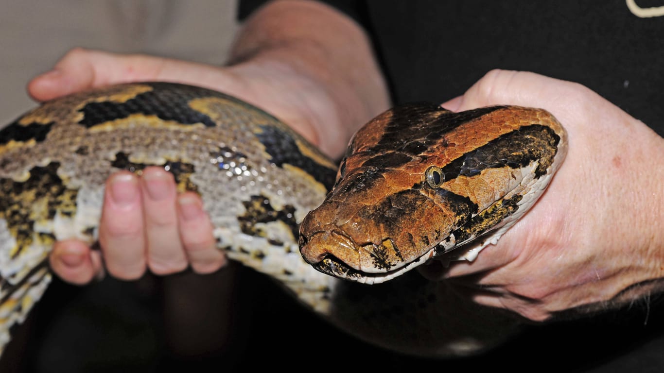 Mann hält den Kopf eines gefangenen Tigerpython (Archivbild): Die Tiere können weitaus mehr schlucken als bisher gedacht.