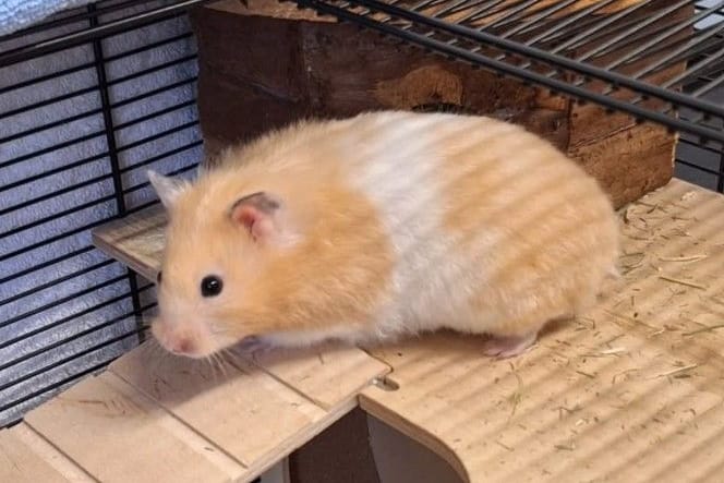 Hamster Lilly wünscht sich ein neues Zuhause.