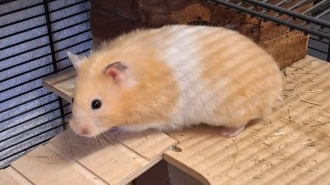 Hamster Lilly wünscht sich ein neues Zuhause.