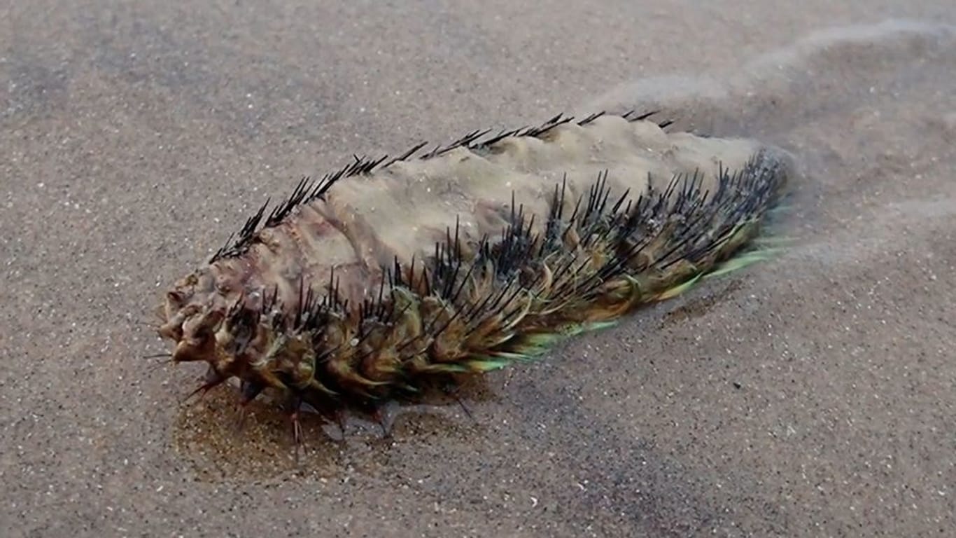 Eine Seemaus kriecht am Strand entlang.