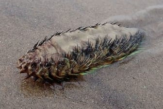 Eine Seemaus kriecht am Strand entlang.