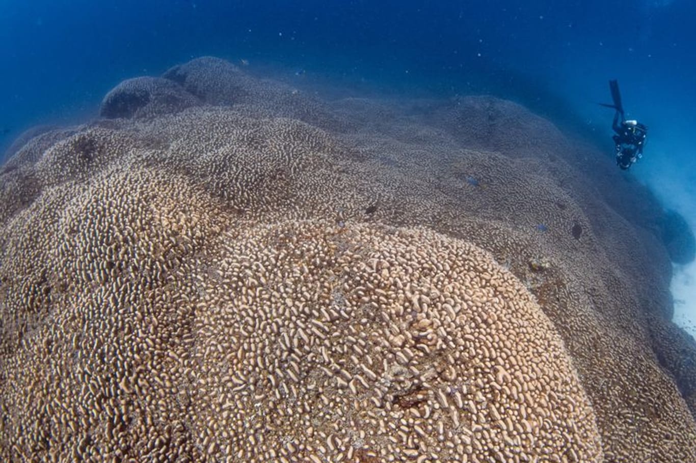 Forscher des Programms Pristine Seas von National Georgraphic haben nach eigenen Angaben eine Koralle entdeckt, die größer ist als alle bislang bekannten.