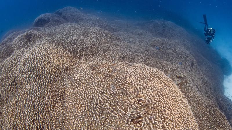 Forscher des Programms Pristine Seas von National Georgraphic haben nach eigenen Angaben eine Koralle entdeckt, die größer ist als alle bislang bekannten.