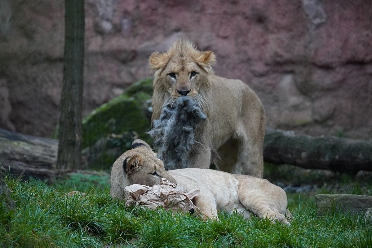 Tayo und eine seiner Schwestern: Bald ist Hannover nicht mehr das Zuhause der Tiere.