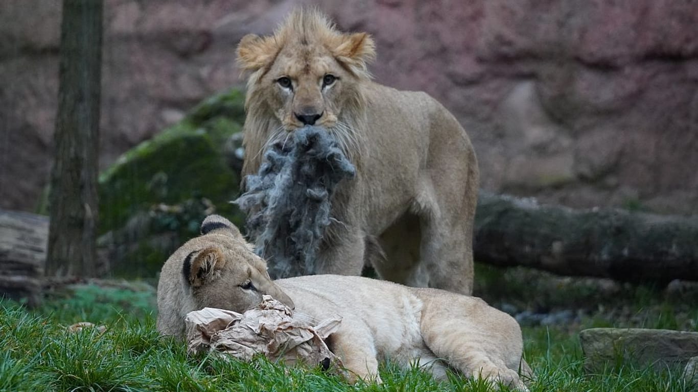 Tayo und eine seiner Schwestern: Bald ist Hannover nicht mehr das Zuhause der Tiere.