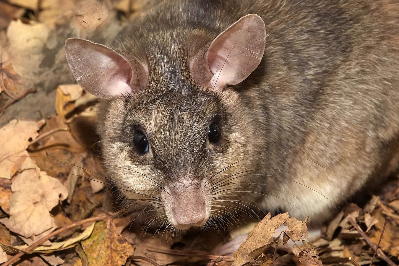 Madagaskar-Springratte im Kölner Zoo: Die Art stammt aus dem Osten Afrikas.