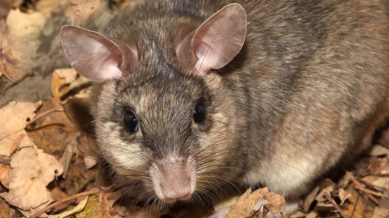 Madagaskar-Springratte im Kölner Zoo: Die Art stammt aus dem Osten Afrikas.