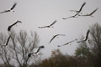 Wetter im Südwesten - Störche