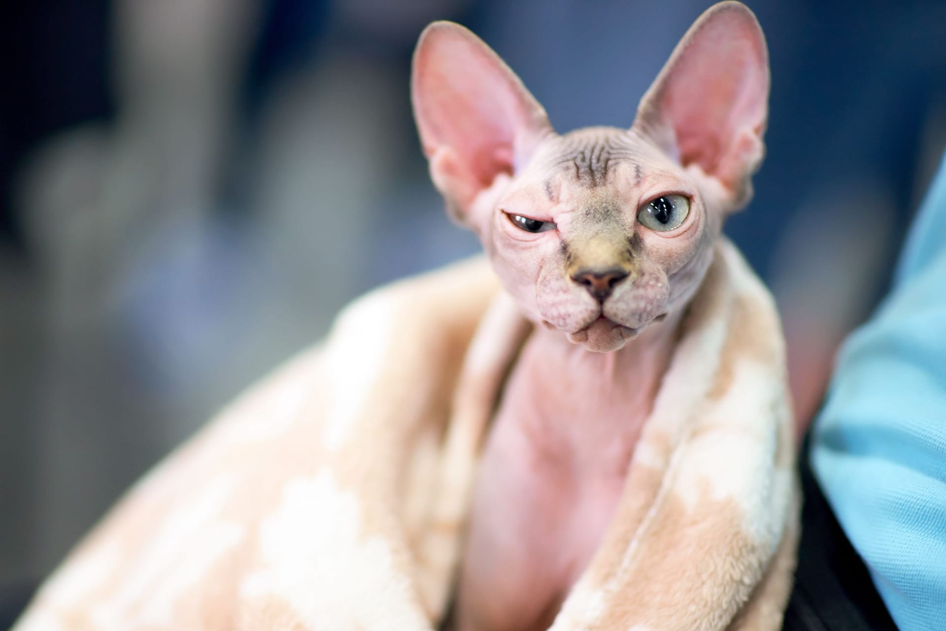 Sphynx-Katzen: Die Nacktkatzen gelten oft als Qualzucht – nämlich dann, wenn ihnen aufgrund eines Gendefekts die Schnurrhaare fehlen.